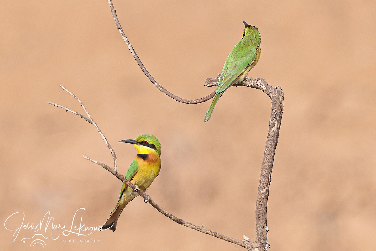 Little Bee-eater - ML633209213
