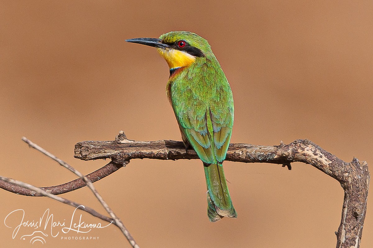 Little Bee-eater - ML633209235