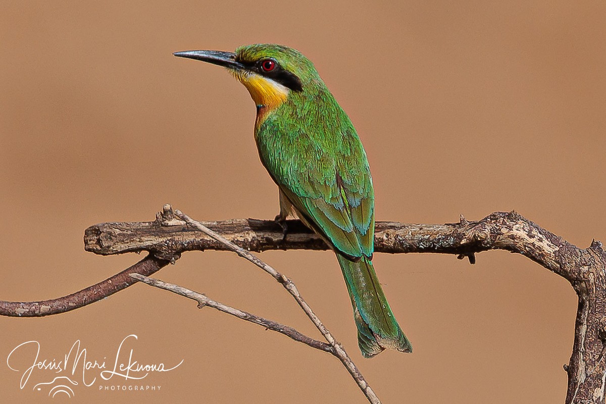 Little Bee-eater - ML633209251