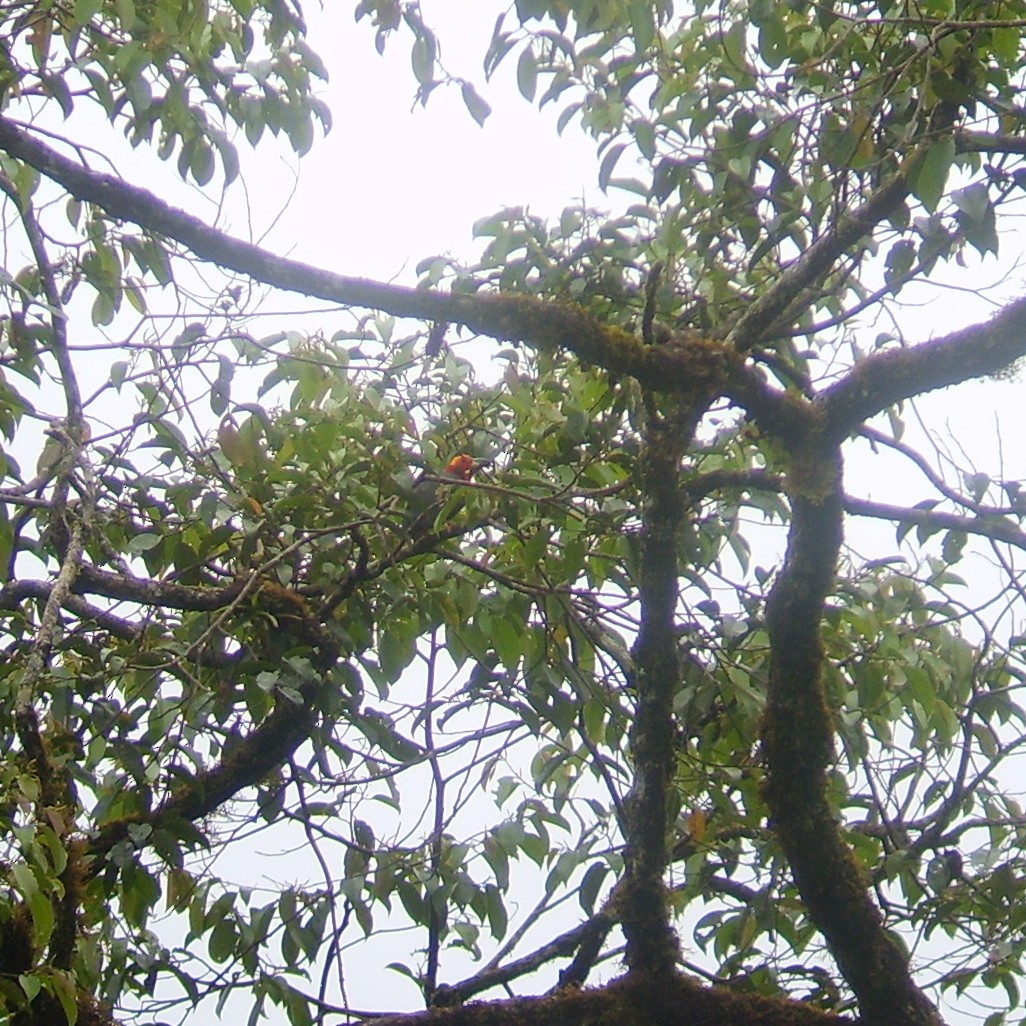 Bornean Bristlehead - ML633209264