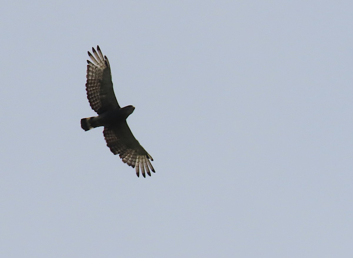 Western Banded Snake-Eagle - ML633209625