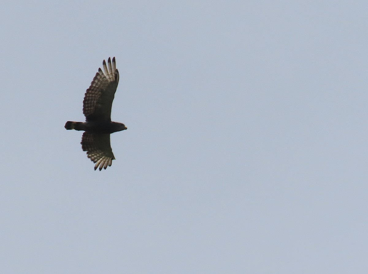 Western Banded Snake-Eagle - ML633209629