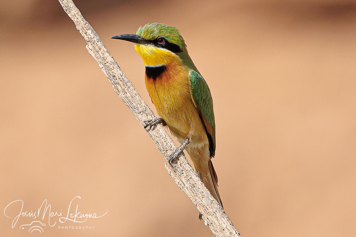 Little Bee-eater - ML633209645