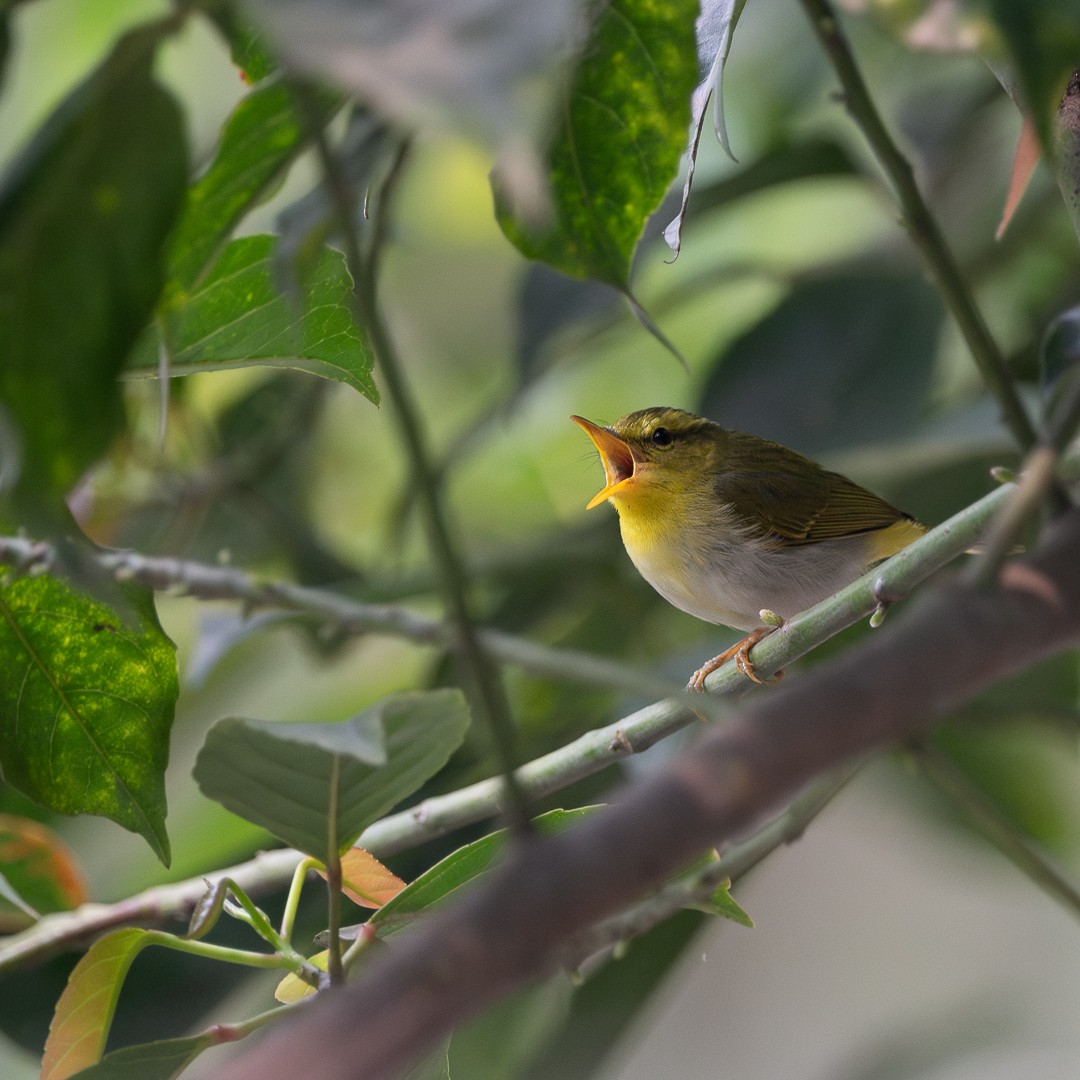 Yellow-vented Warbler - ML633209648