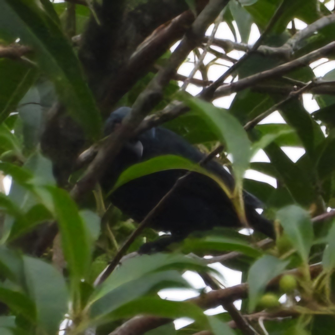 Short-tailed Starling - ML633209669