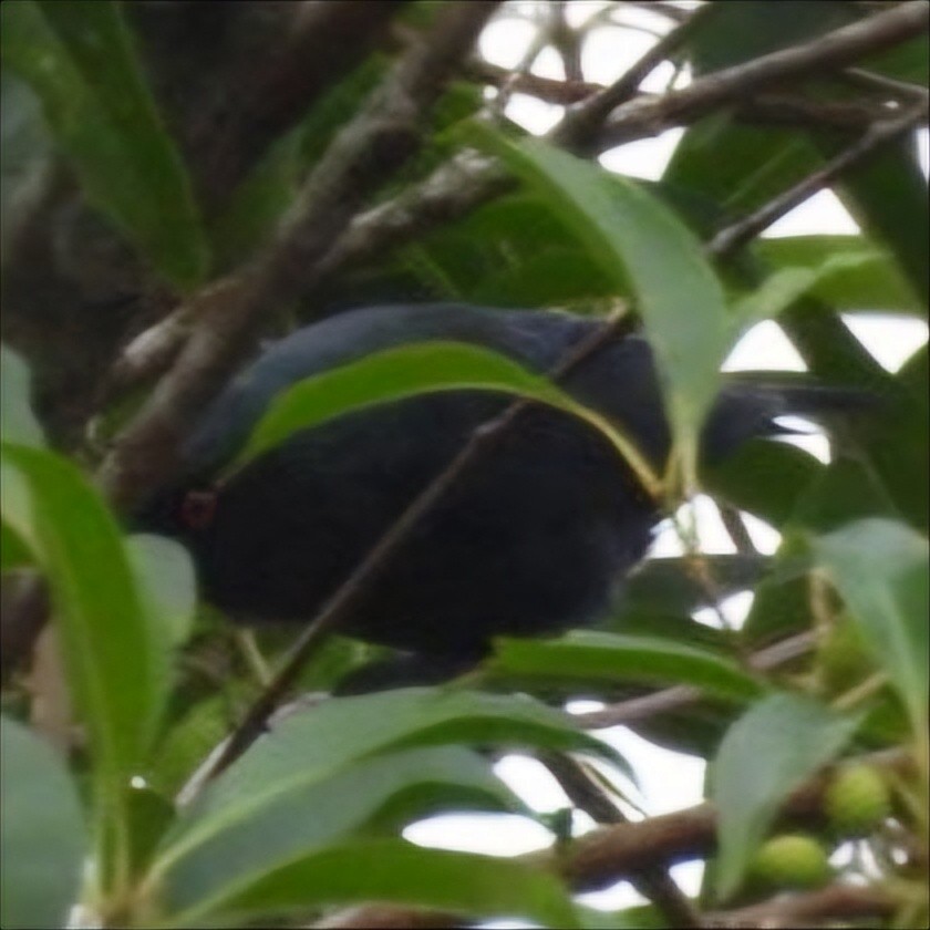 Short-tailed Starling - ML633209671