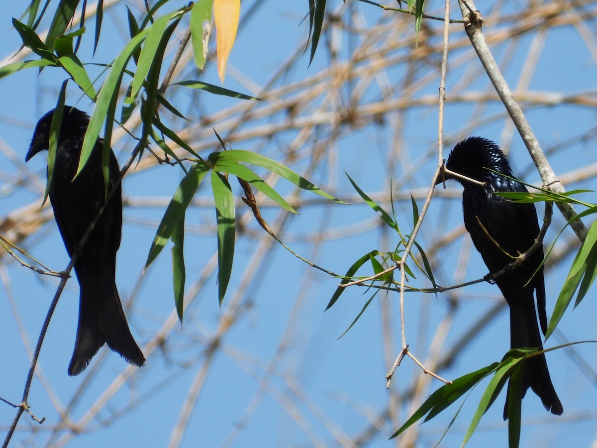 Bronzed Drongo - ML633209998