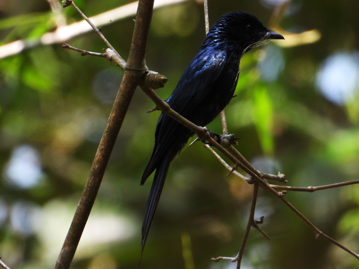 Bronzed Drongo - ML633209999
