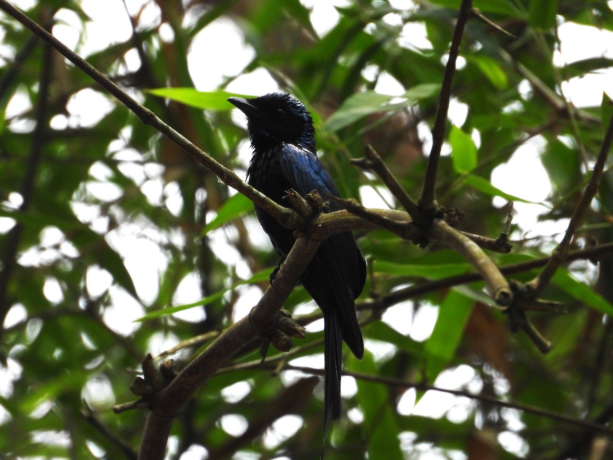 Bronzed Drongo - ML633210000