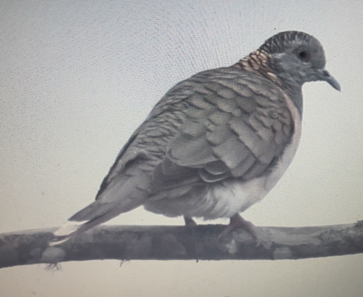 ベニカノコバト - ML633210026