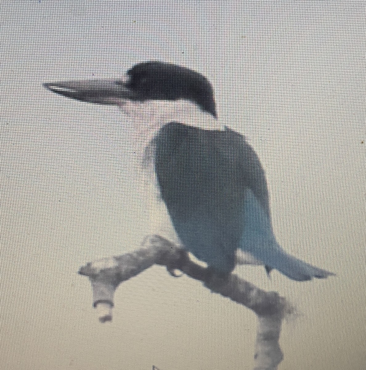 トレスショウビン - ML633210054