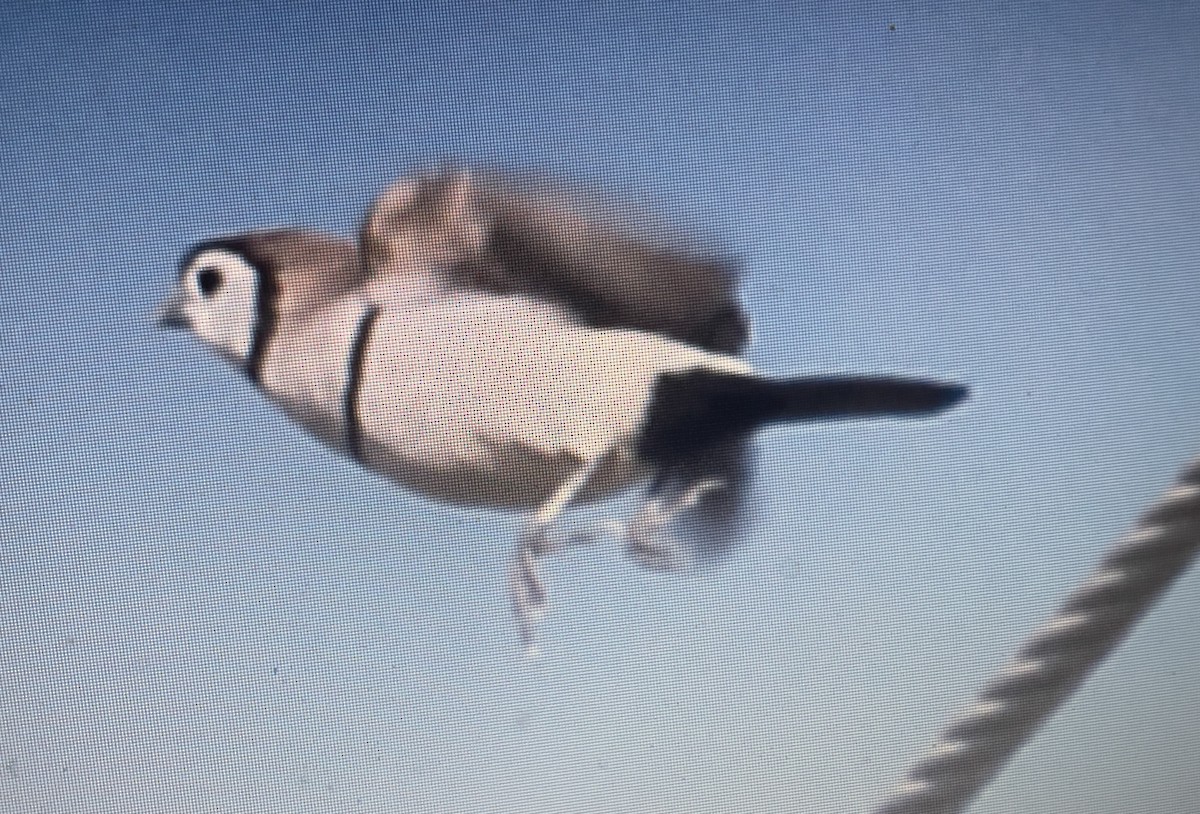 カノコスズメ - ML633210112