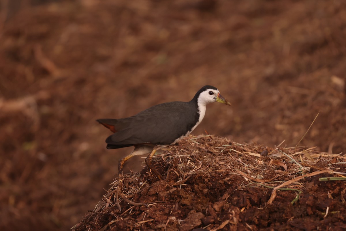 White-breasted Waterhen - ML633210197