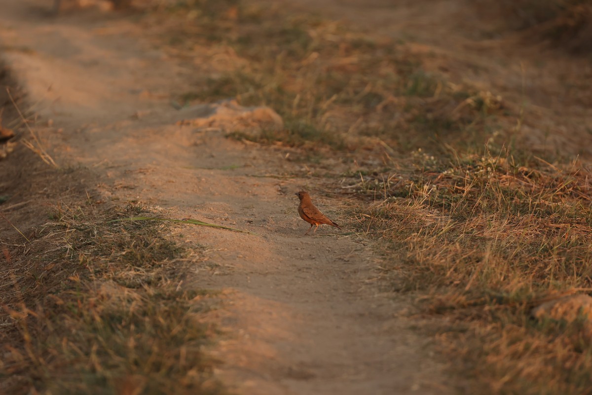 Rufous-tailed Lark - ML633210208