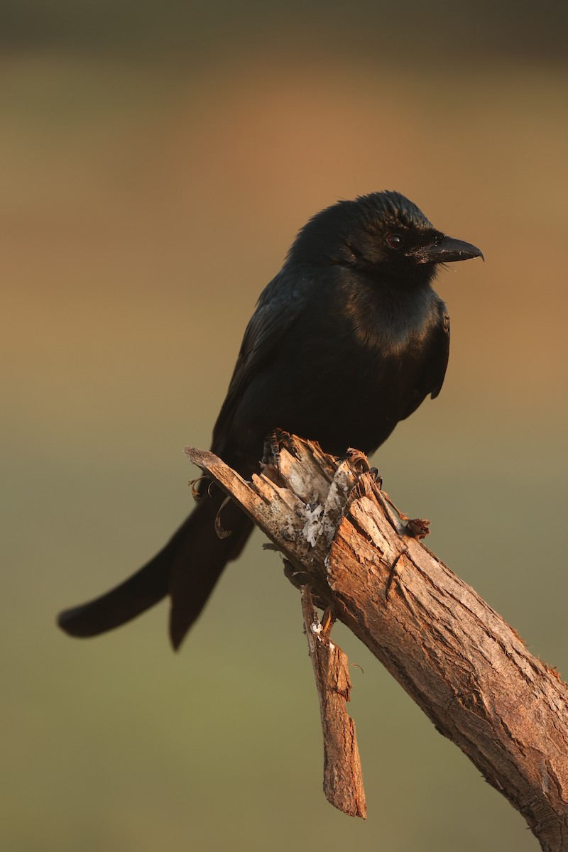 Black Drongo - ML633210217