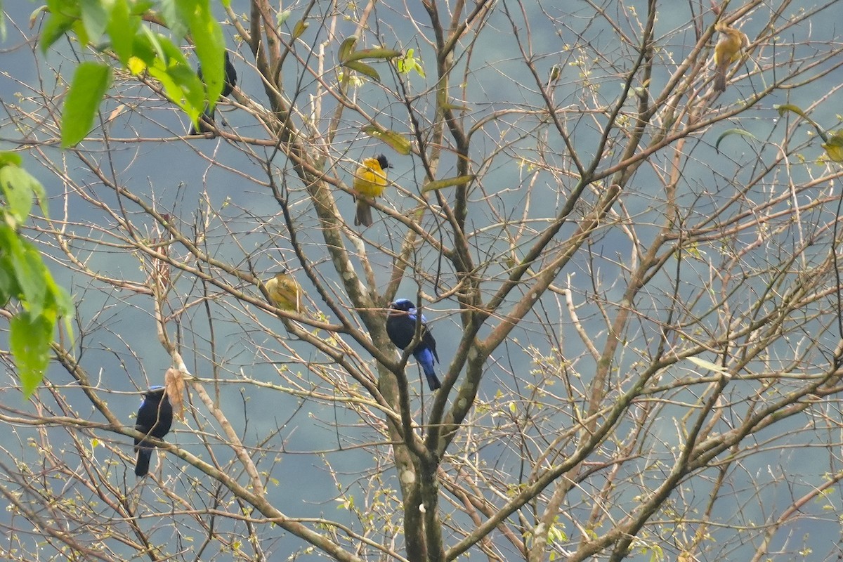 Asian Fairy-bluebird - ML633210218