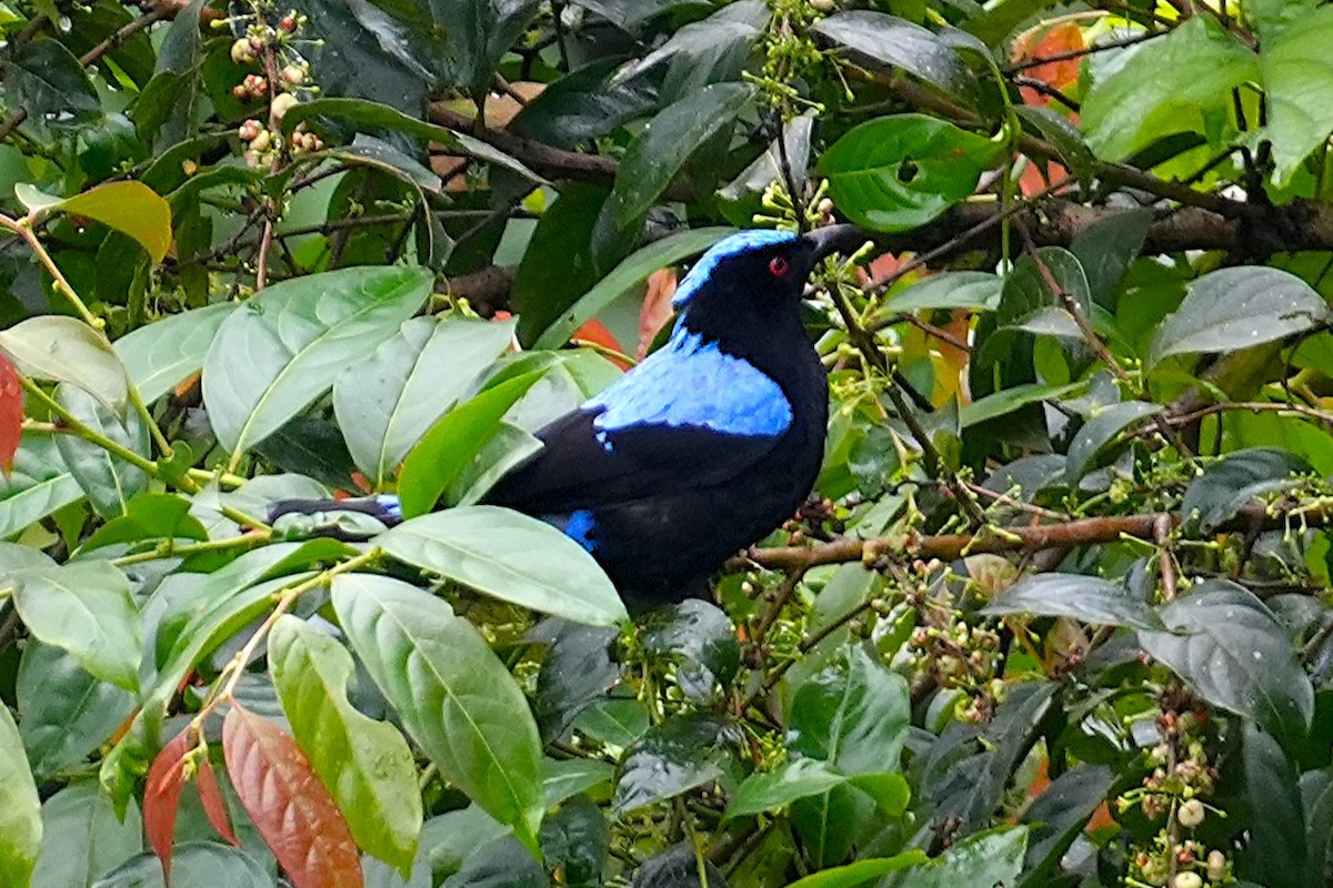 Asian Fairy-bluebird - ML633210225
