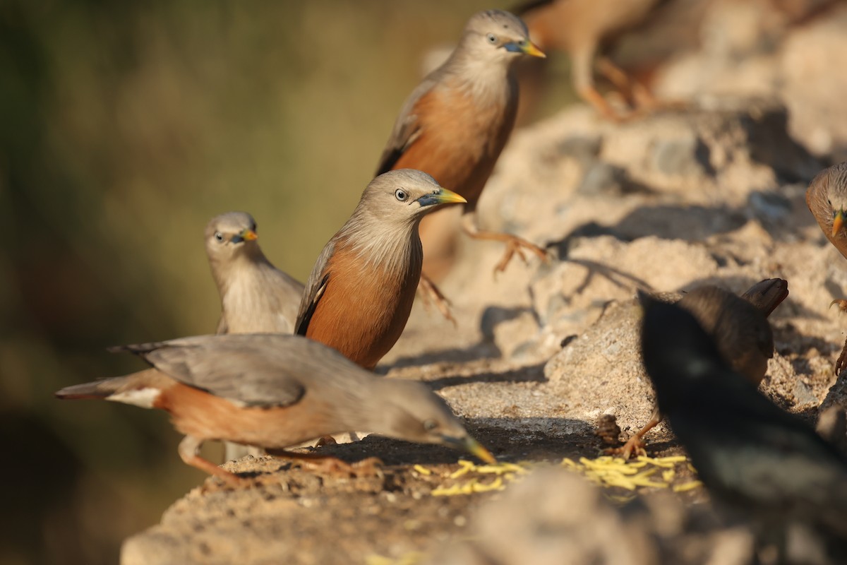 Chestnut-tailed Starling - ML633210268