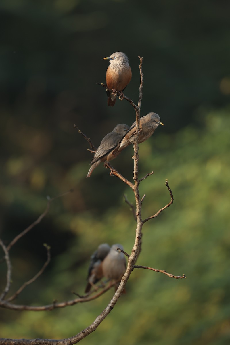 Chestnut-tailed Starling - ML633210269