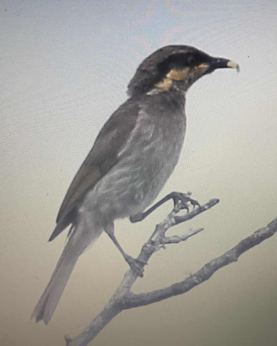 サザナミミツスイ - ML633210296