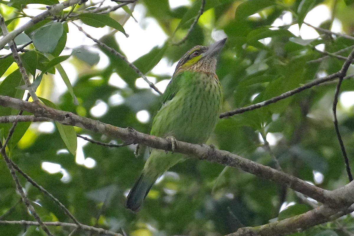 Green-eared Barbet - ML633210311