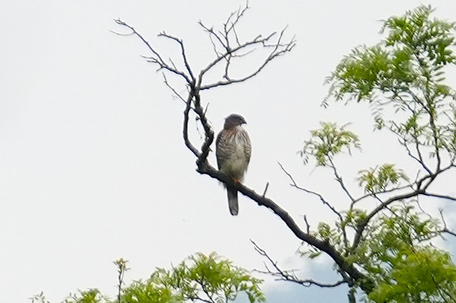 Crested Goshawk - ML633210323