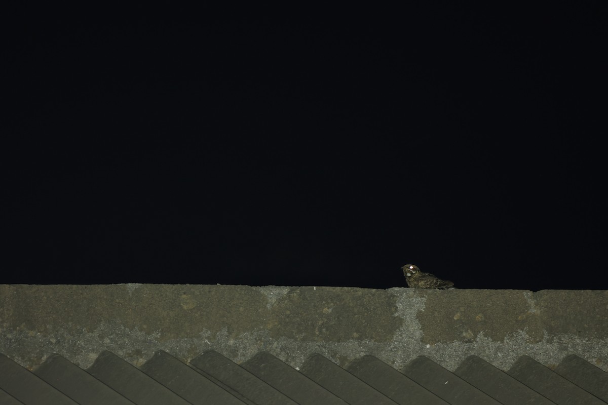 Indian Nightjar - ML633210337