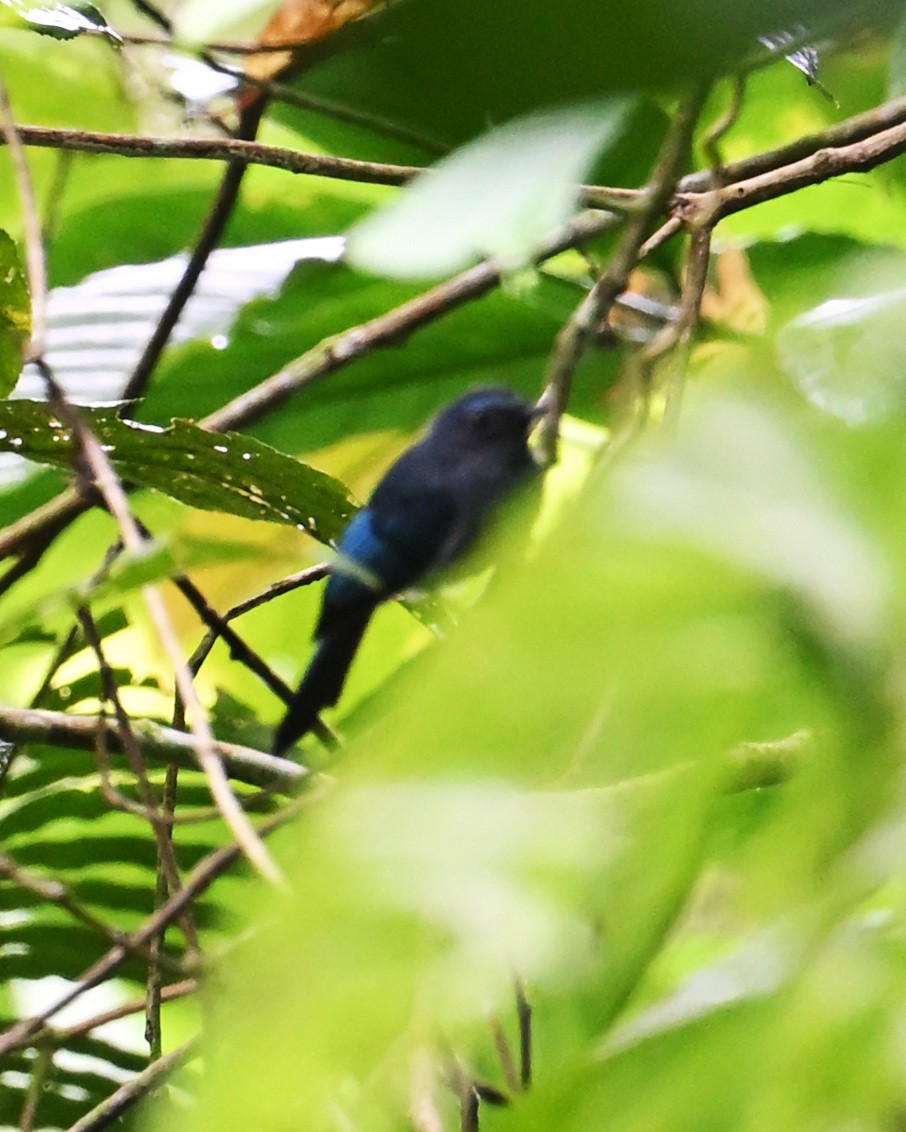 Mindanao Blue-Fantail - ML633210349