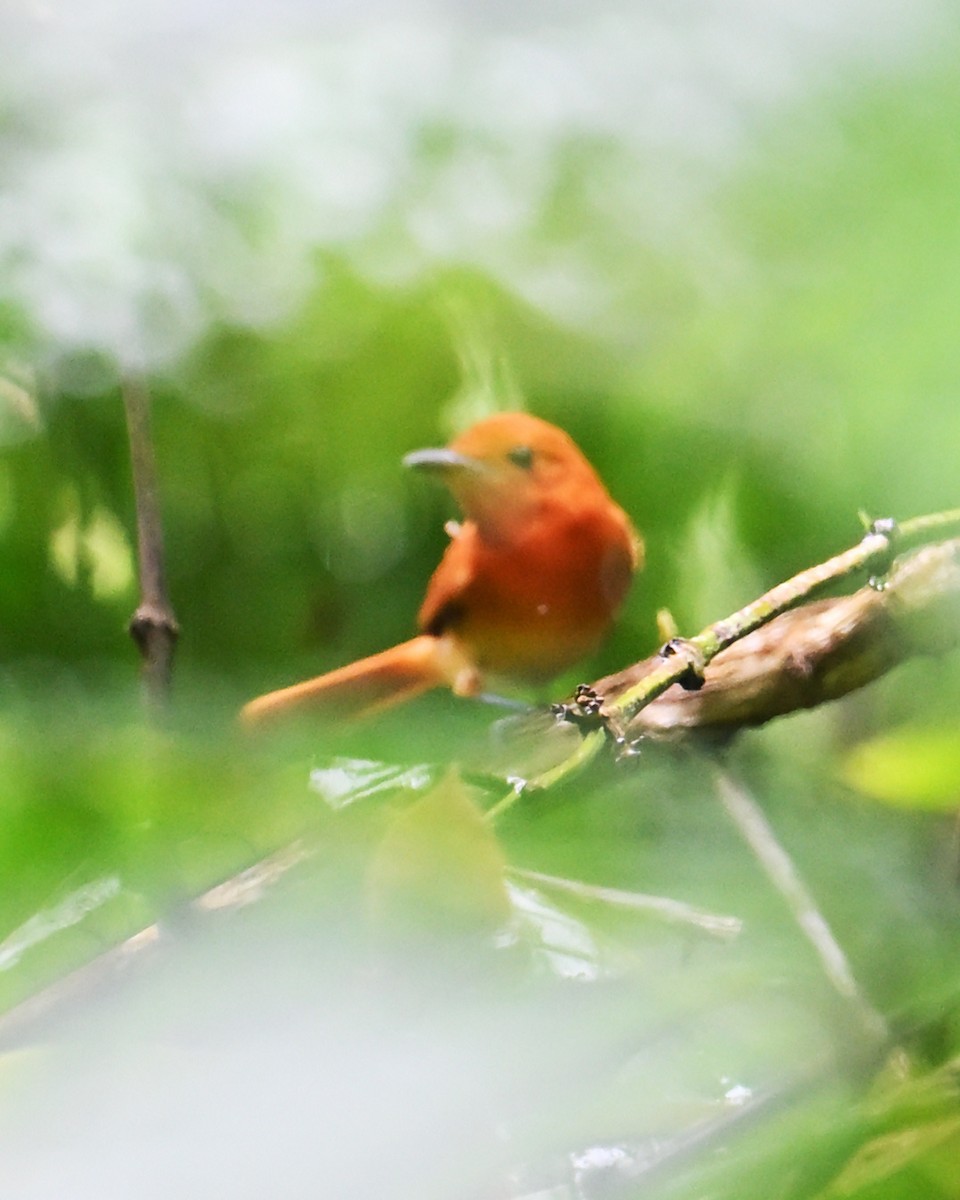 Rufous Paradise-Flycatcher - ML633210352