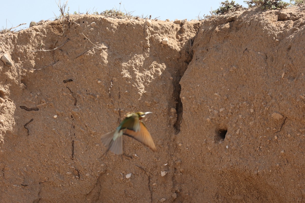 Blue-tailed Bee-eater - ML633210402