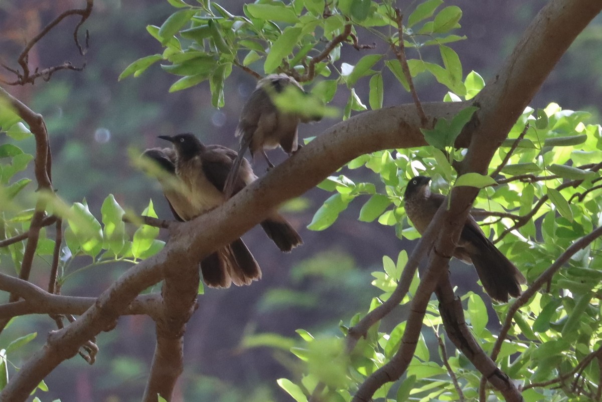 Blackcap Babbler - ML633210417