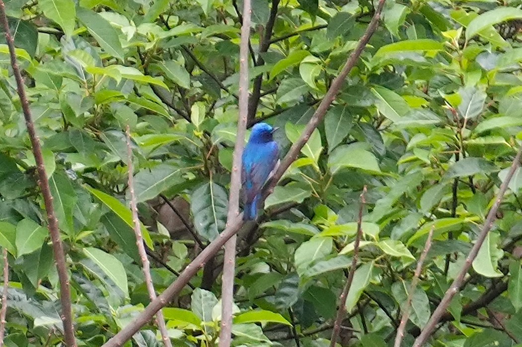 Blue-and-white Flycatcher - ML633210422