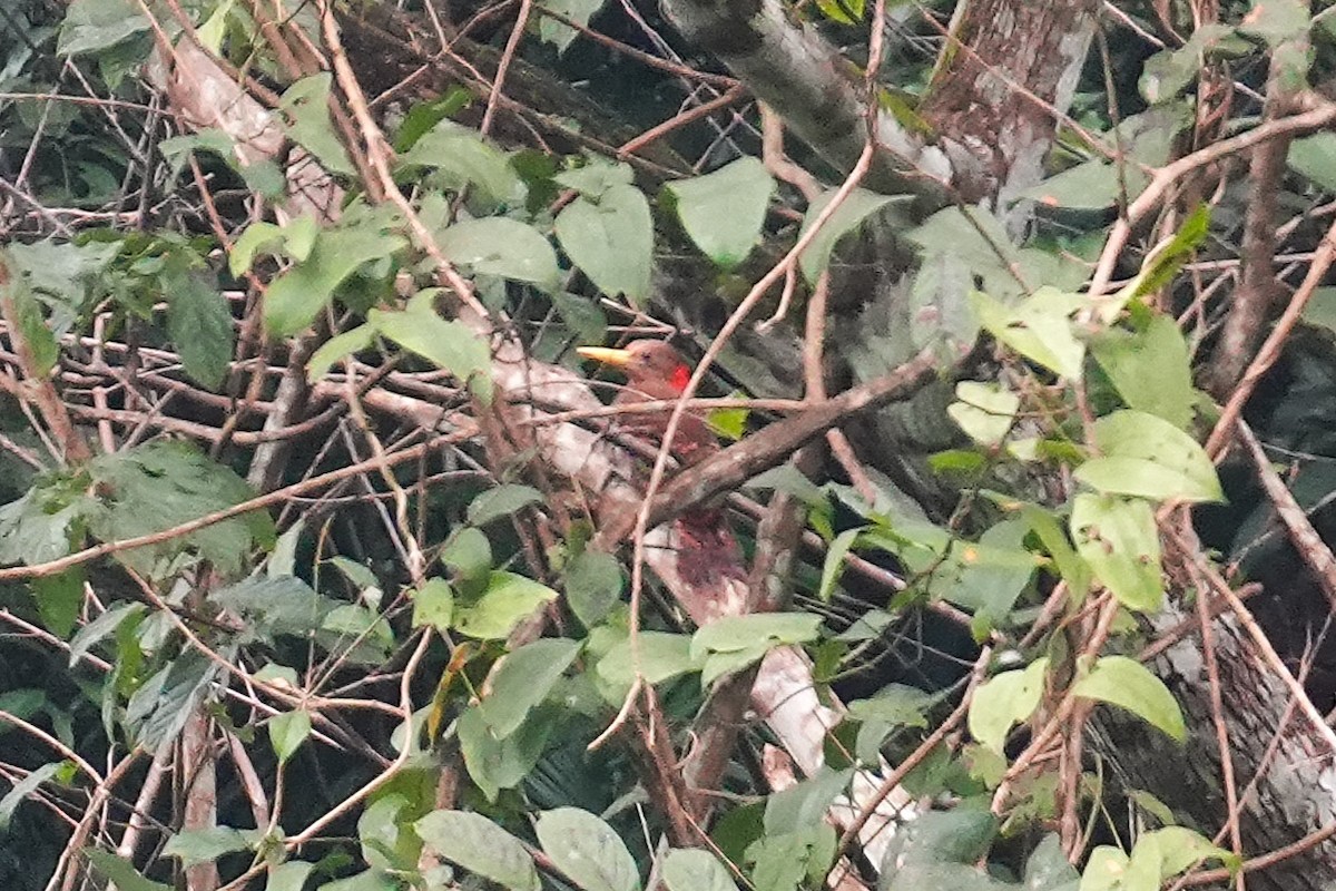 Bay Woodpecker - ML633210431