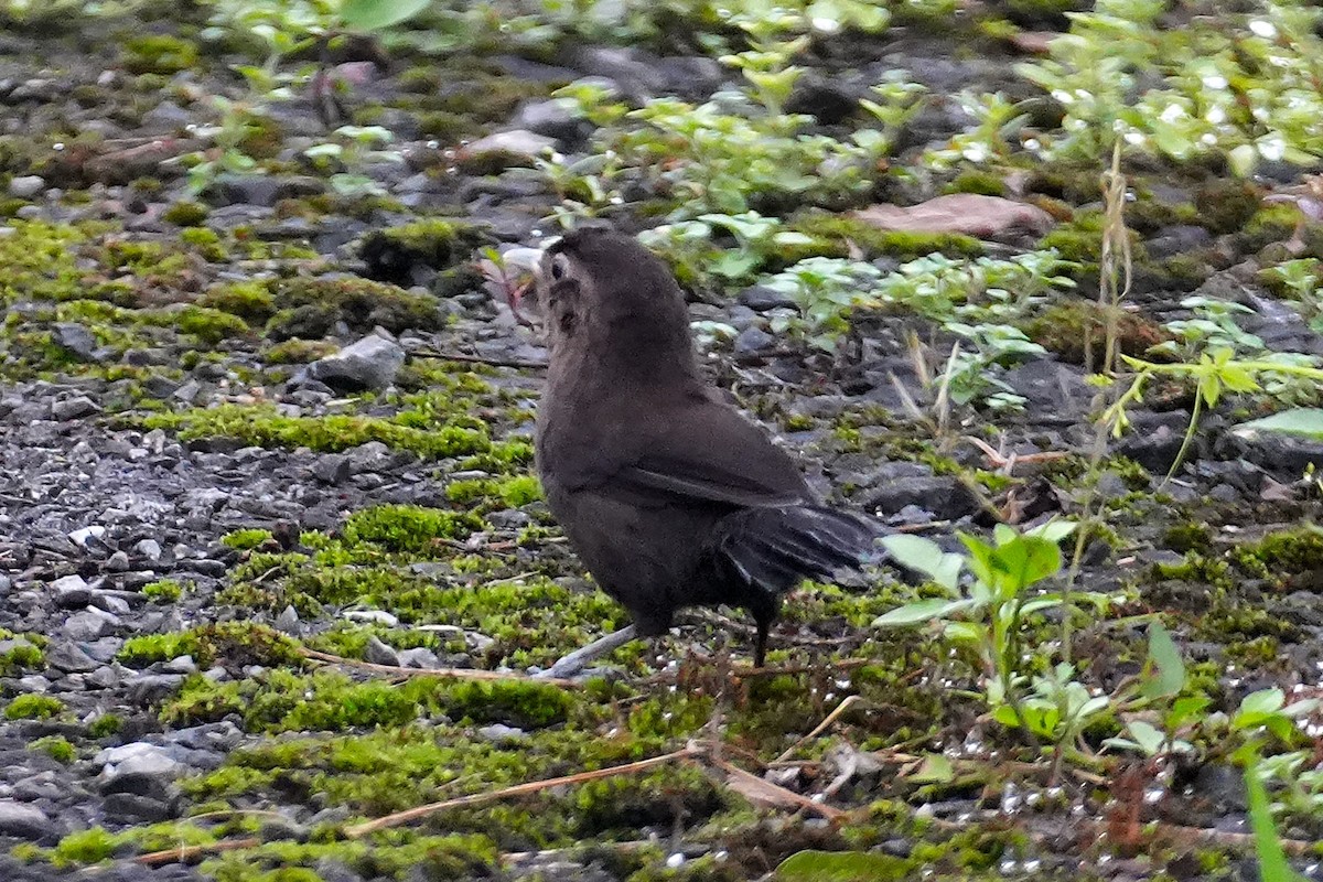 Sooty Babbler - ML633210437
