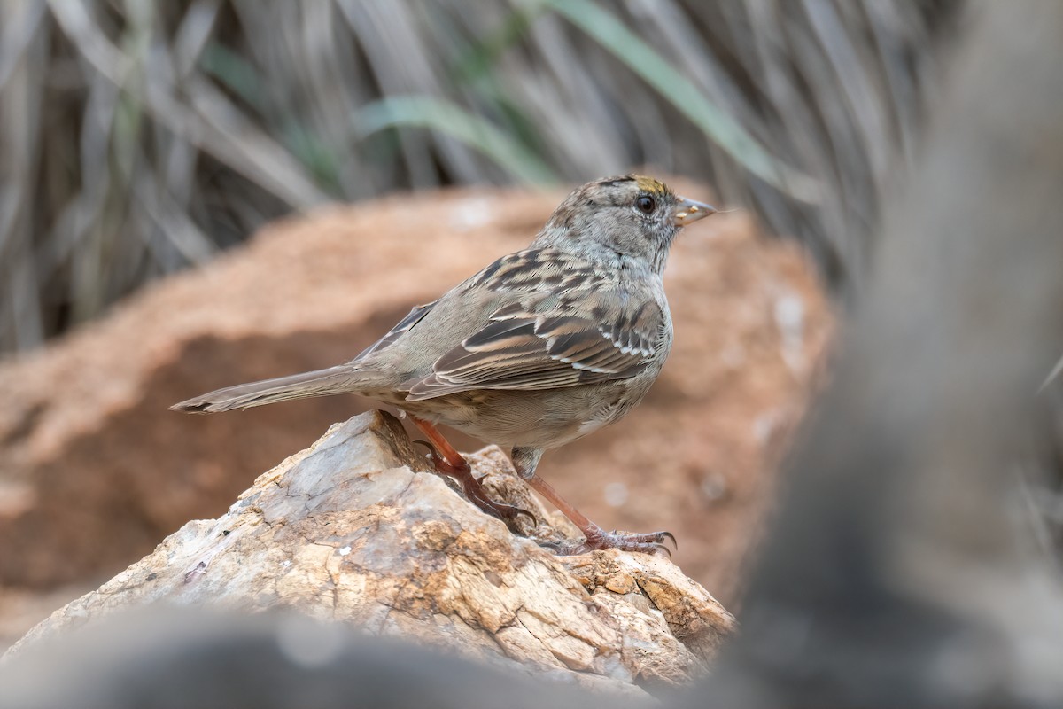 Golden-crowned Sparrow - ML633210455
