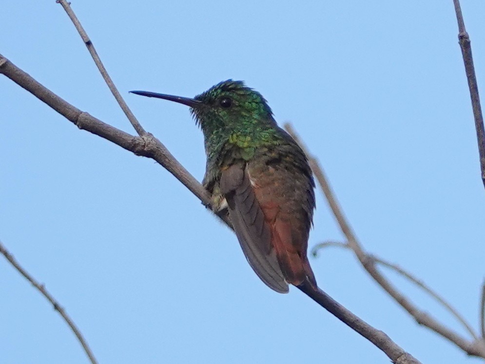 Copper-tailed Hummingbird - ML633210468