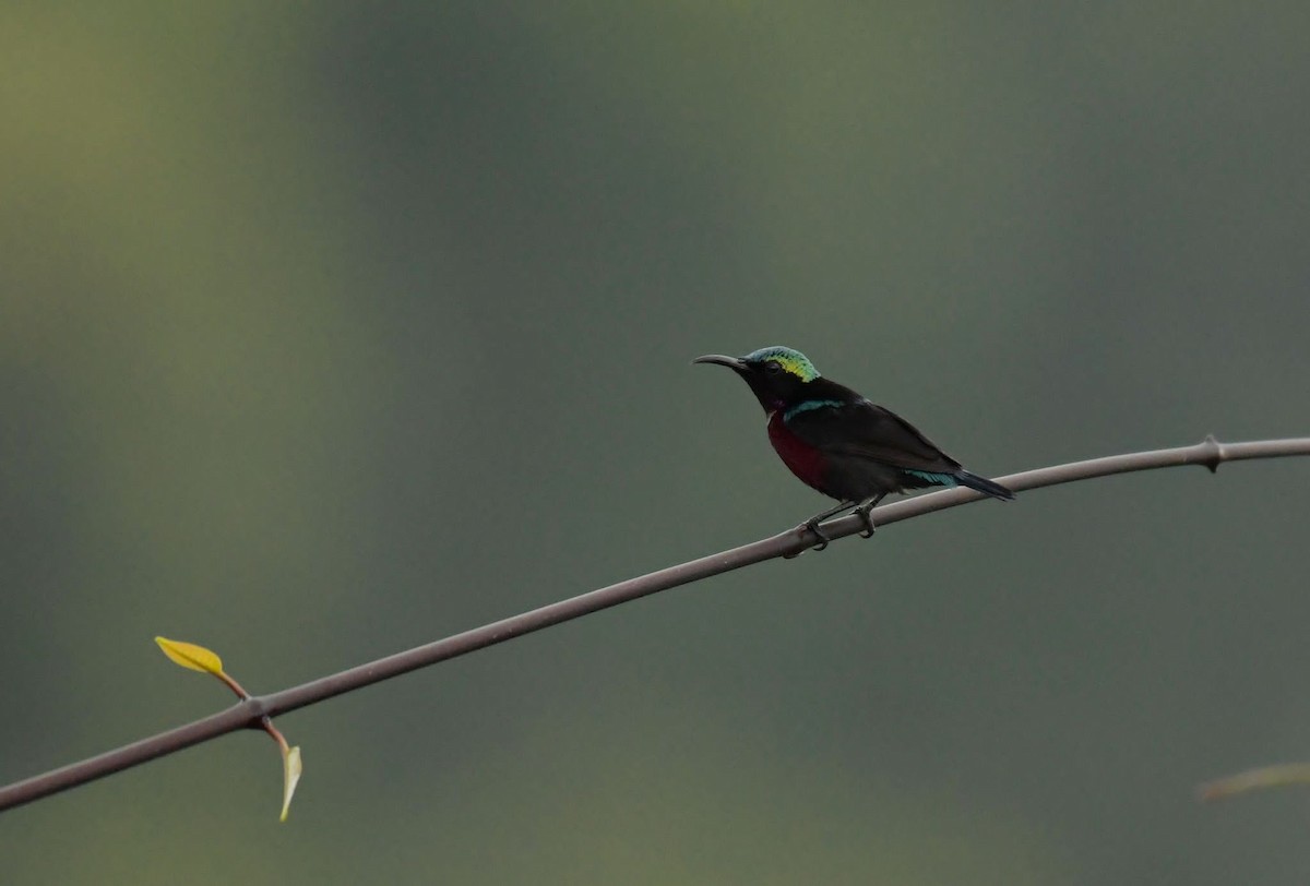 Van Hasselt's Sunbird - ML633210516