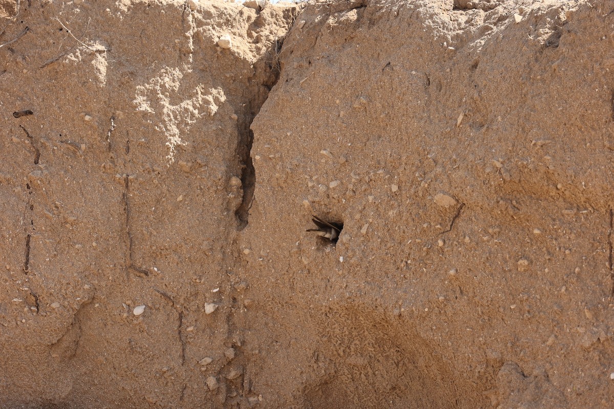 Gray-throated Martin - ML633210653