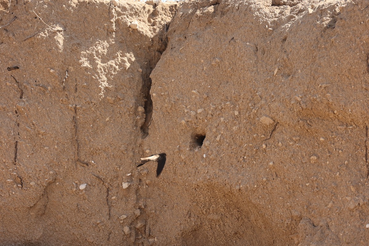 Gray-throated Martin - ML633210654