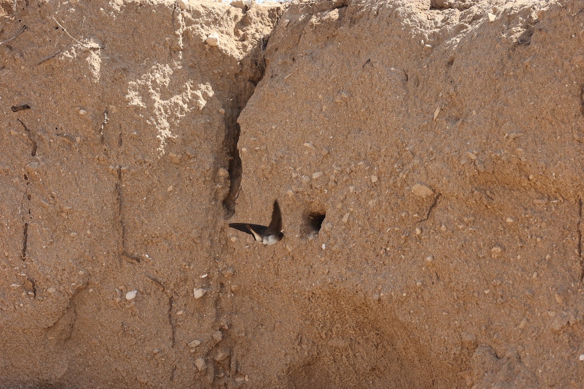 Gray-throated Martin - ML633210655