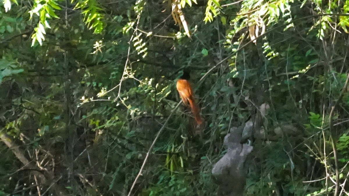 Indian Paradise-Flycatcher - ML633210738