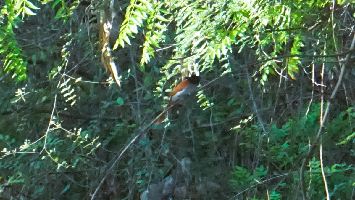 Indian Paradise-Flycatcher - ML633210740