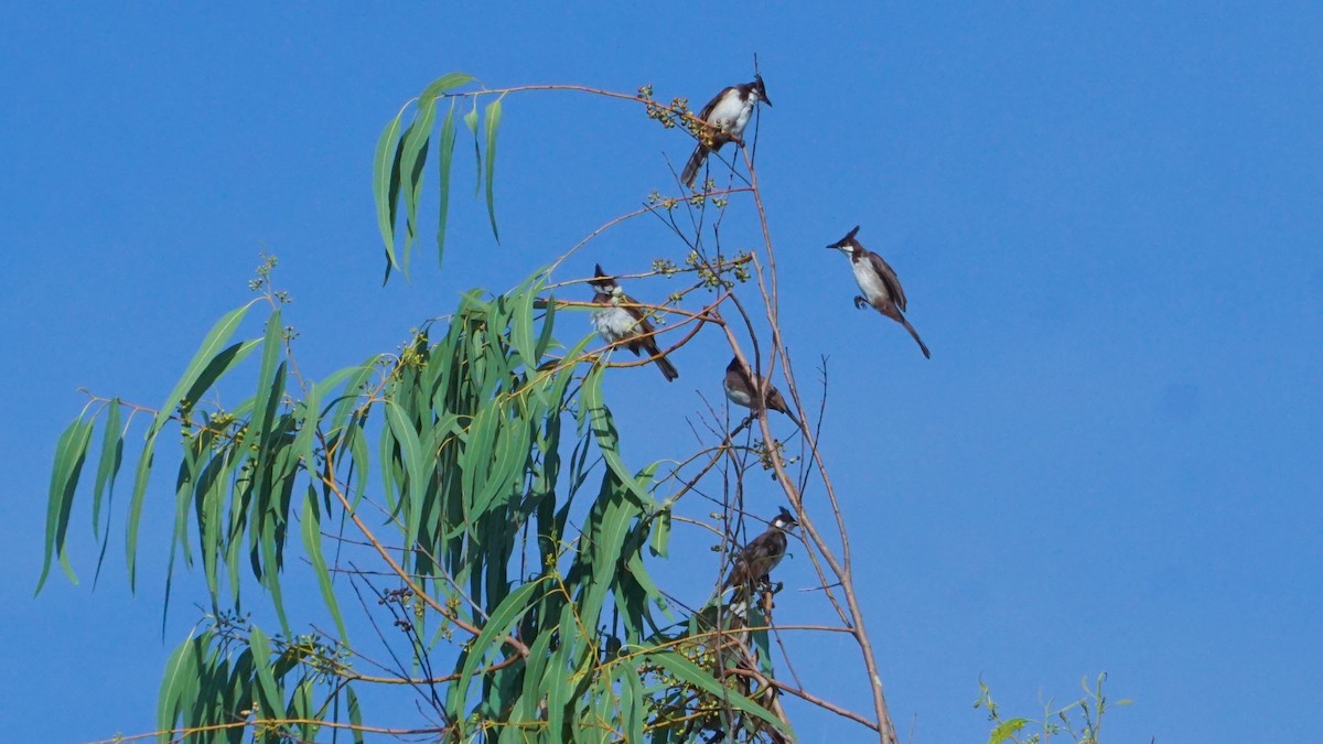 Red-whiskered Bulbul - ML633210745