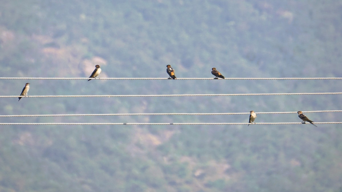 Монгол хараацай - ML633210747