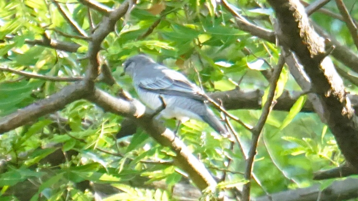 Indian Cuckooshrike - ML633210754