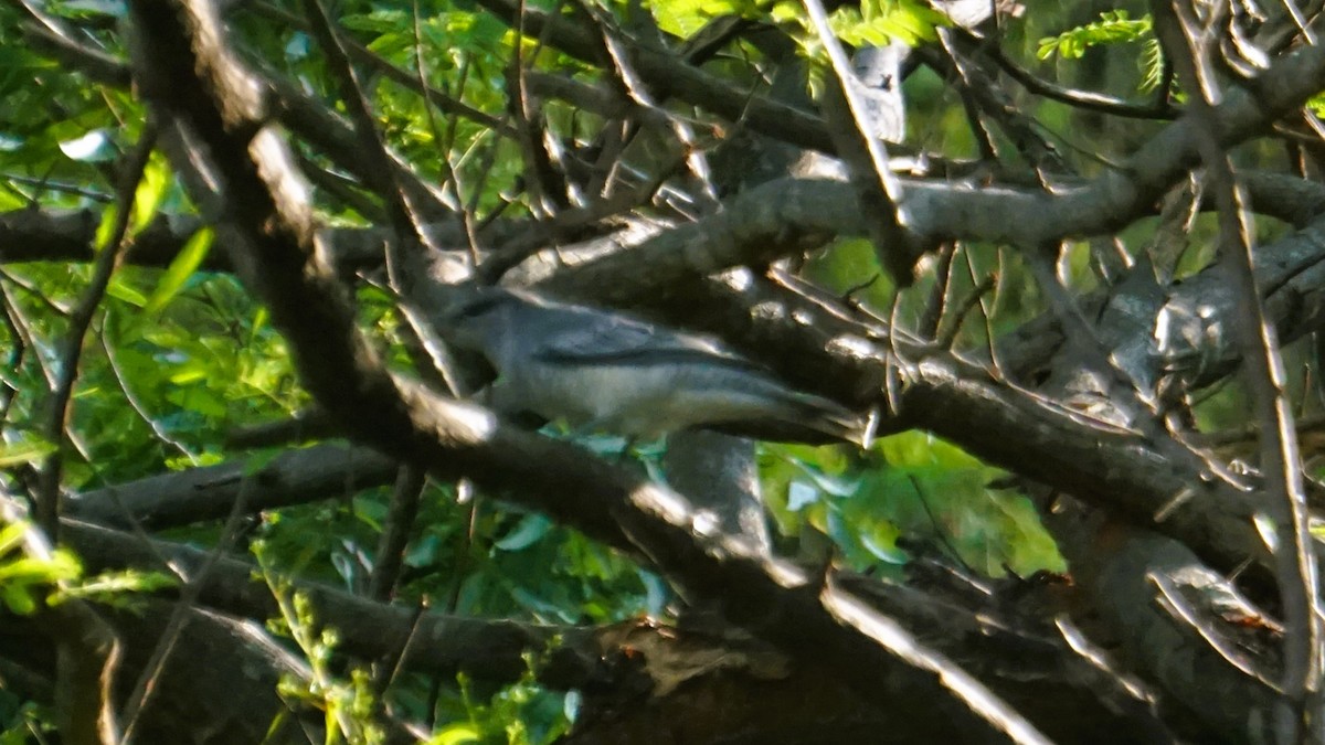 Indian Cuckooshrike - ML633210758