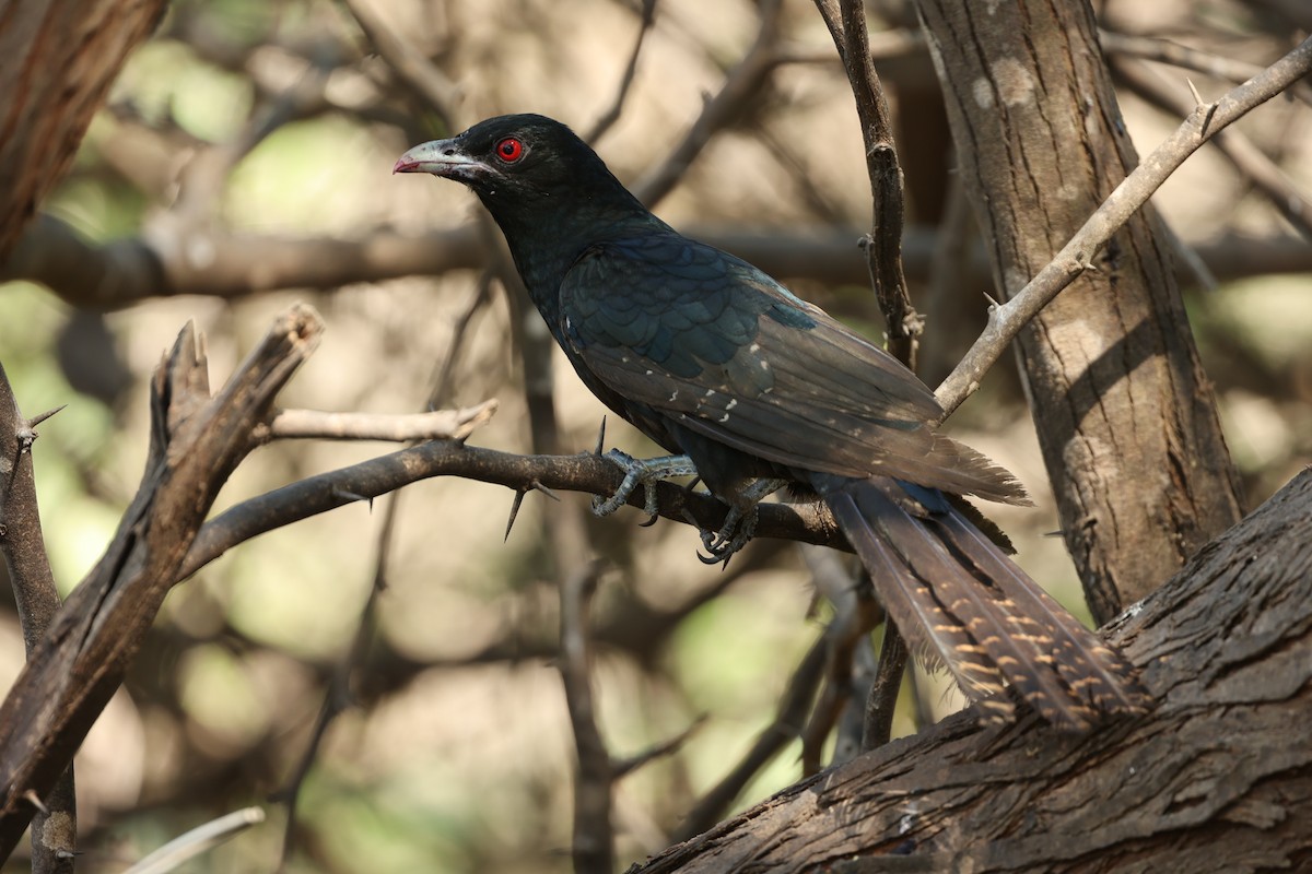 Asian Koel - ML633210761