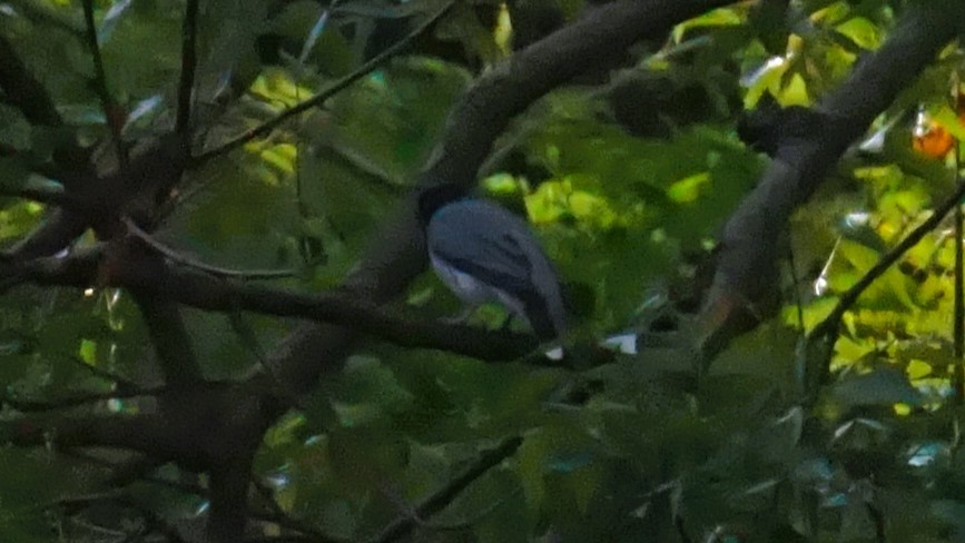 Black-headed Cuckooshrike - ML633210762