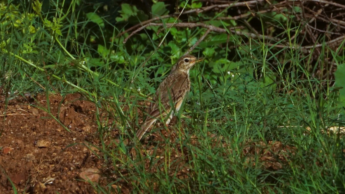 Paddyfield Pipit - ML633210770