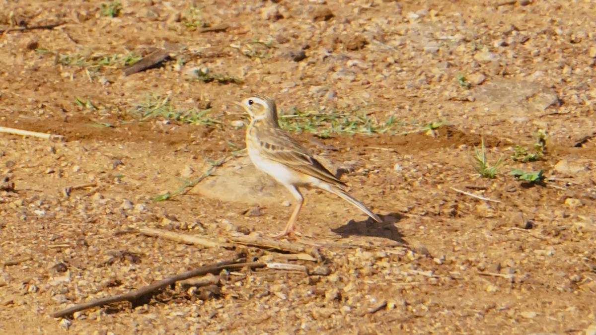 Paddyfield Pipit - ML633210773